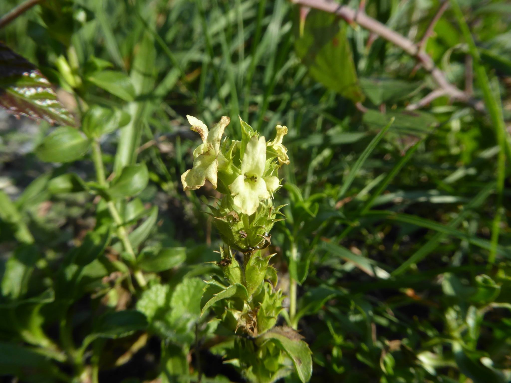 Stachys ocymastrum (Lamiaceae)